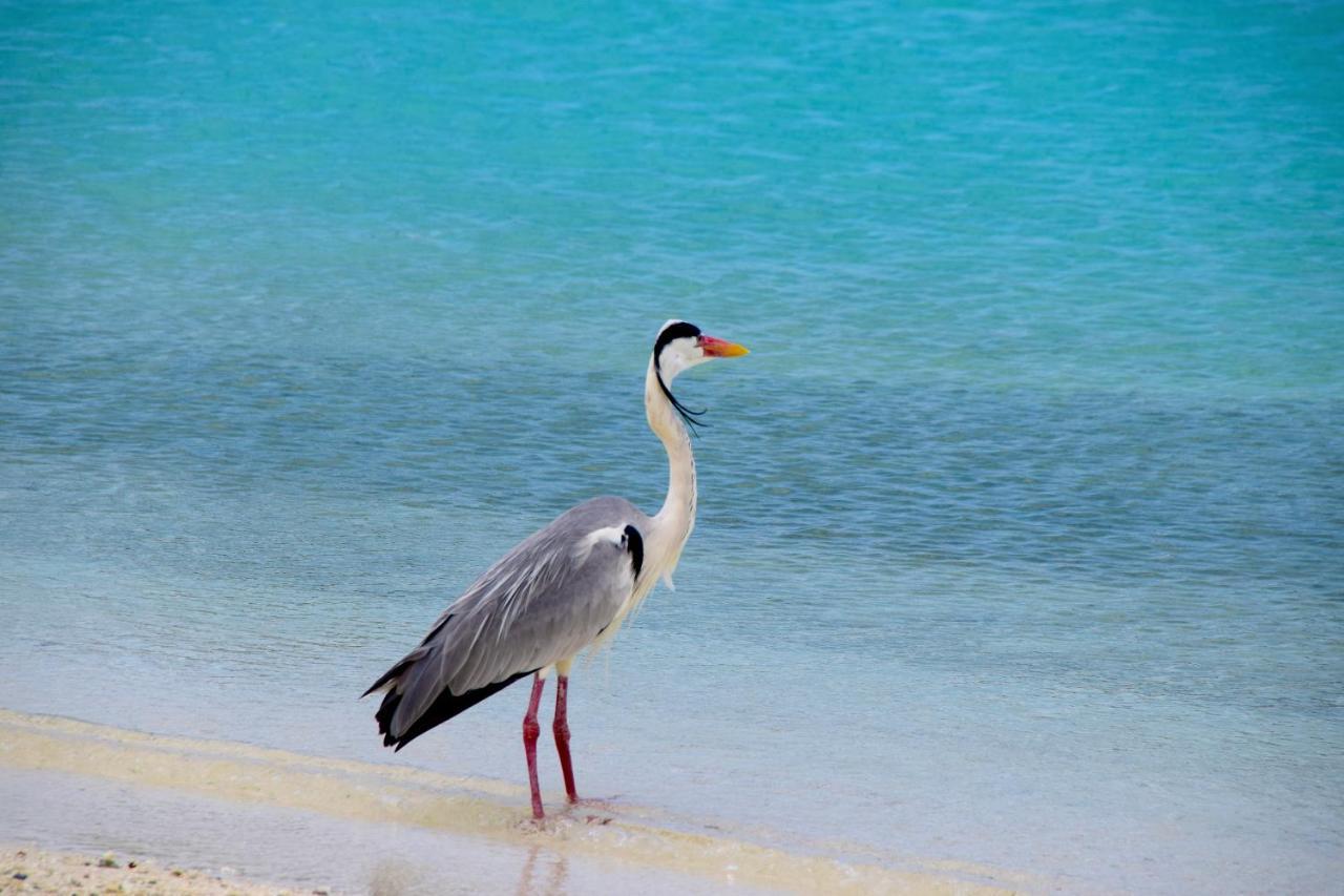 Makunudu Island- An Intimate Hideaway 4* Makunudhoo (Male-Atoll)