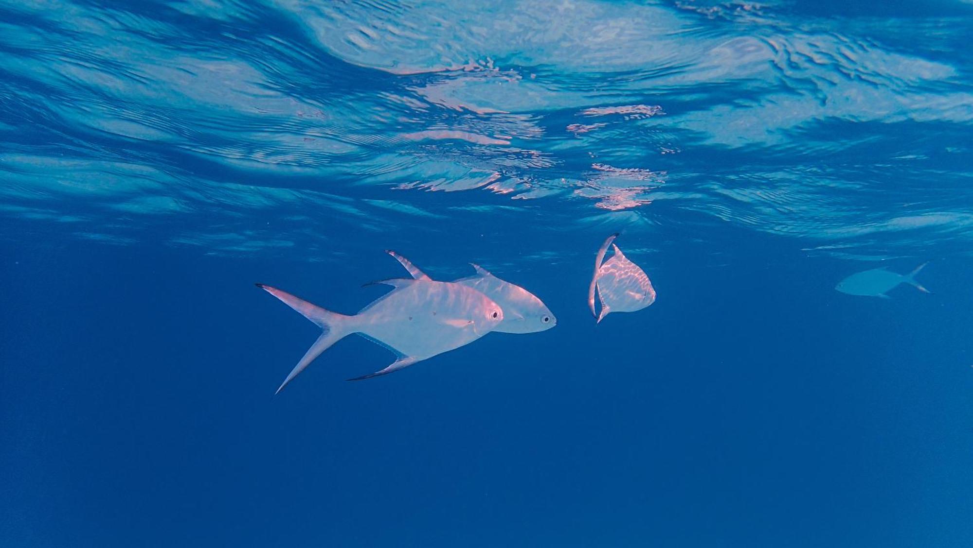 Makunudu Island- An Intimate Hideaway