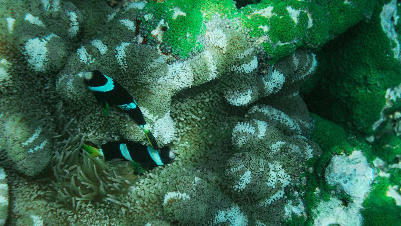 Makunudu Island- An Intimate Hideaway
